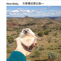 һֻBiddyС~Ȱðգϲһյĸо~