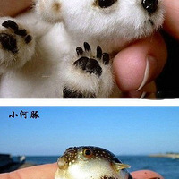 ӣЩɰС~