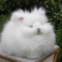 Χ۲---ã