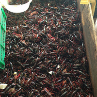 �ݳ޵������ζ���ܼҽ����ط�һ�Σ��ٺ٣��ػ�Ŷ��