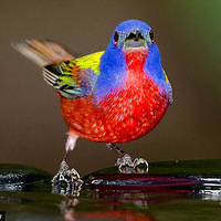 СϴͼƬһ~ ɫc (Geoff Powell).