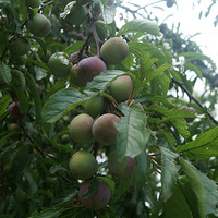 ��ũ��͵�ȡ��ʲô��̫����