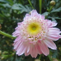 ̨ݲݿ̫ˣֻܻζһ´ķʢ