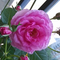 ̨ݲݿ̫ˣֻܻζһ´ķʢ