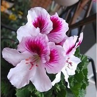 ̨ݲݿ̫ˣֻܻζһ´ķʢ