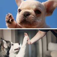 give me five~һ
