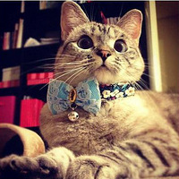 ֻNala˺ȣرϲ۾
