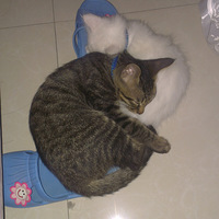 Ҽҡӡǲԧ۲˹è~