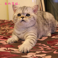 һļͥϣģչһӡ