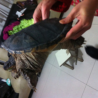 �۳�һֻ�����9����....����Ȥ���!