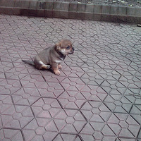 []СѰ
