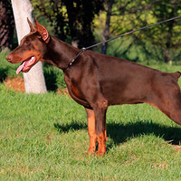 ϲϵű      (Tina Ares) 
