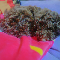 ����һ�ض����ֵ�ʥ��"����"(����ץ��ס����)