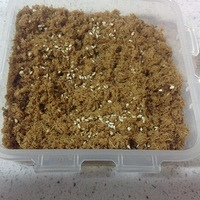 �Ҽ�Сү�����