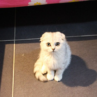My little love--ԪСӵĿֳɳռǡ1.23Ѹ£