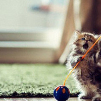 cat͸ǵľ~