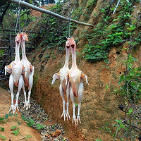 ԭ���л�����������ɵģ�ȷʵϡ�棬������