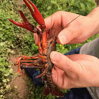 ��С��Ϻ ժӣ�ң��������������ɹ���