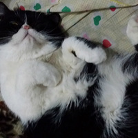 Mother'S DAY ��������Ϻ���߲˽���