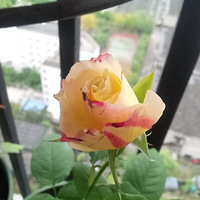 ɹɹ̨ϵĻ