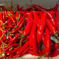 ���ƶ罷���������������������ȣ����ҿ�����������