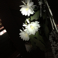 꼻ղſ