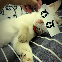 ۾Υ͸< ( =٦آ=)>