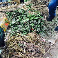 Ϊ��Ѭ�㳦Ҳ����ƴ�� �����ƺ�˵������