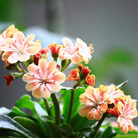 紺֮ɫ-¶΢Lewisia cotyledon