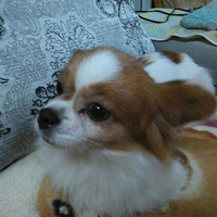 ѰҴ󹫹 帽ʧС