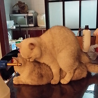 ˣ룬ַ