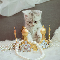 KINGS CAT ҼҶȵд¯~