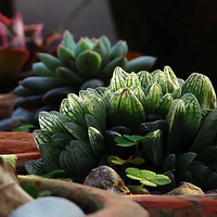 ���裬���⣬�����⣬�Ҿ���Ҫ�����⺾