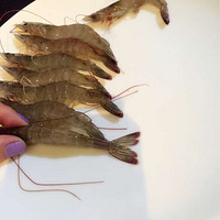 �����������ԡ�����