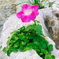 �����ݲݡ�