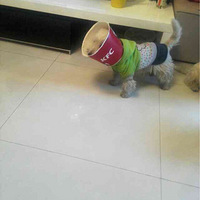 ҶɯȦ յƬ 