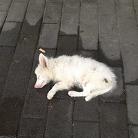 û ɳƺӾȾ