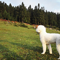 ����ѩ���ӵ���ɽȥ����