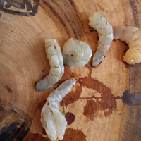 Ϻ������