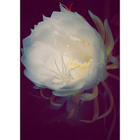 ���������ˣ����챸�¸�