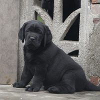 һ��48��ĺ�ɫ���������뿪����