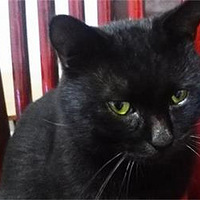 ��ԭ����~~����˼��è�������ְ��ֺ�~~