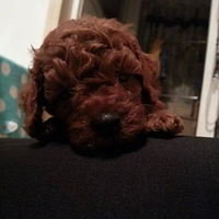 ������С����