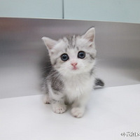 СС�����������������ѡһֻ���ߣ���Ҫ���ţ�