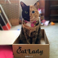 ������è��venus����Ϊ�԰�ֽ����������������ߺ�