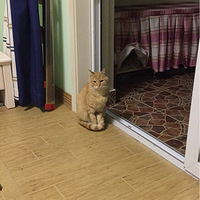 ˸ҴСèҼ        