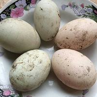 �����ε�Ȼ������̳���ȵ�Ŵ�׵�