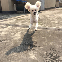 ô