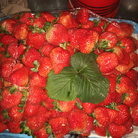 �ֵ����Ʋ�ݮ��