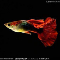 Ϳȸʯ̻԰
